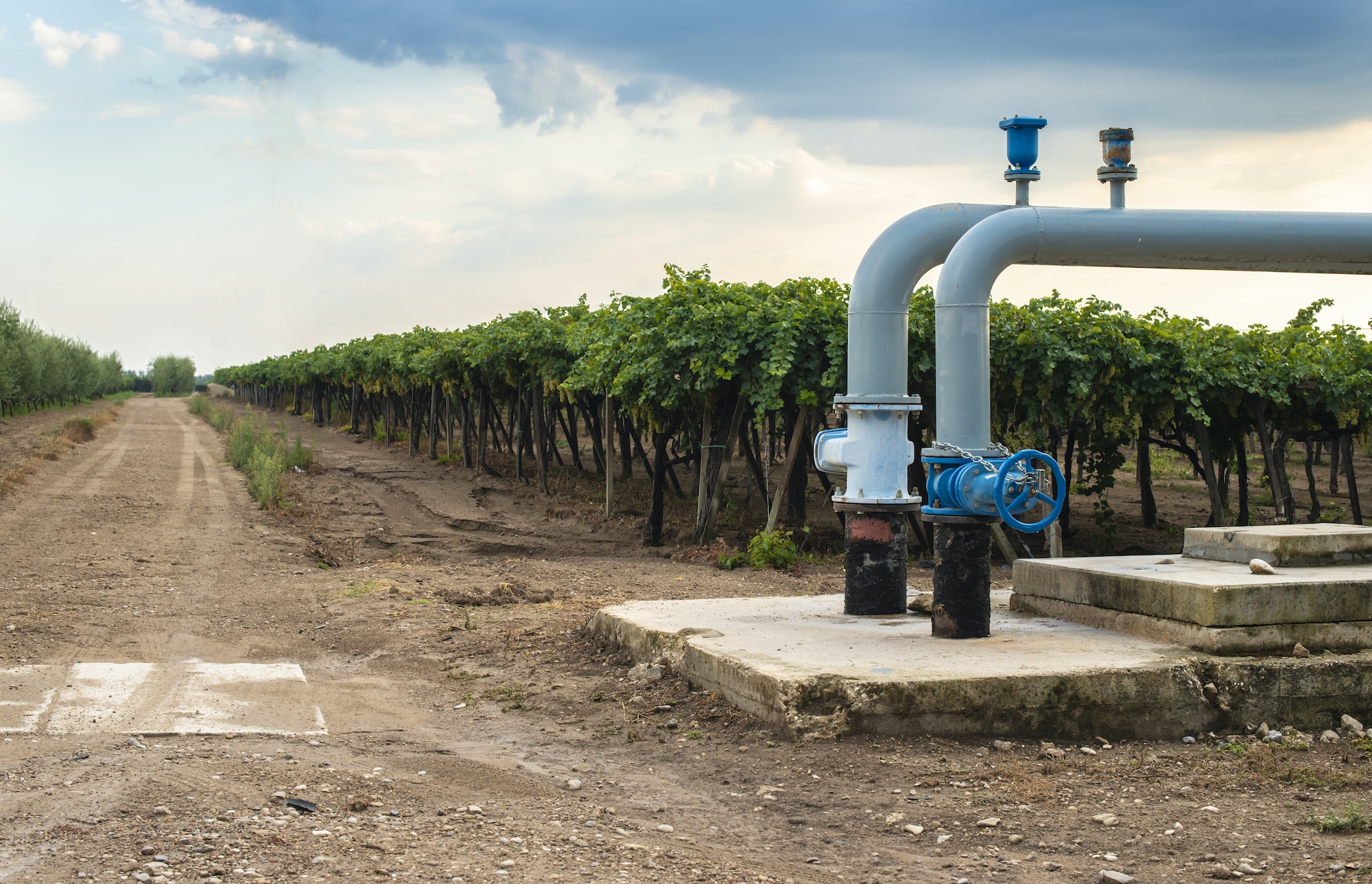 Watering pipes and vineyard.